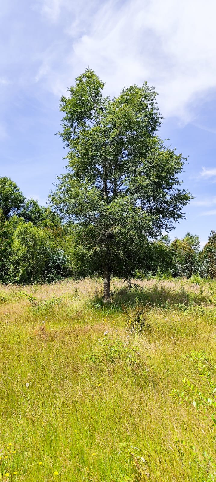 Árbol nativo en la parcela