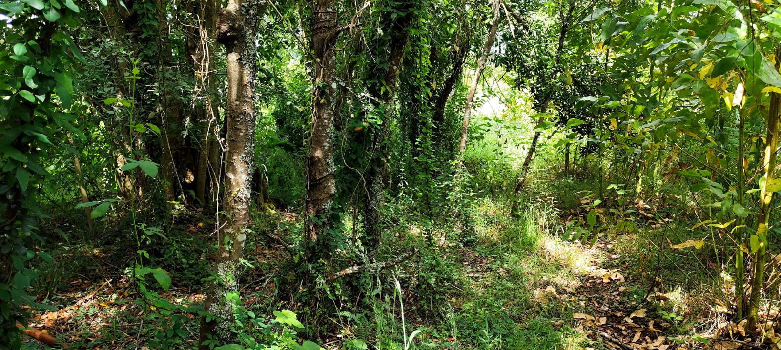 Bosque nativo en la parcela